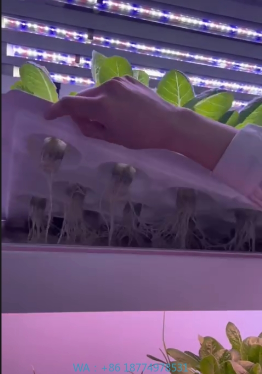 Agriculture Farming Systems - 温室農業機器、きのこ、野菜、果物の栽培、垂直農場、水耕栽培タワーシステム、屋内栽培棚