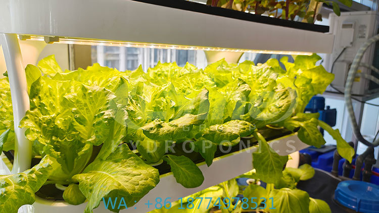 Agriculture Farming Systems - 野菜、レタス、イチゴを栽培するための農業機械、垂直栽培システム、水耕栽培