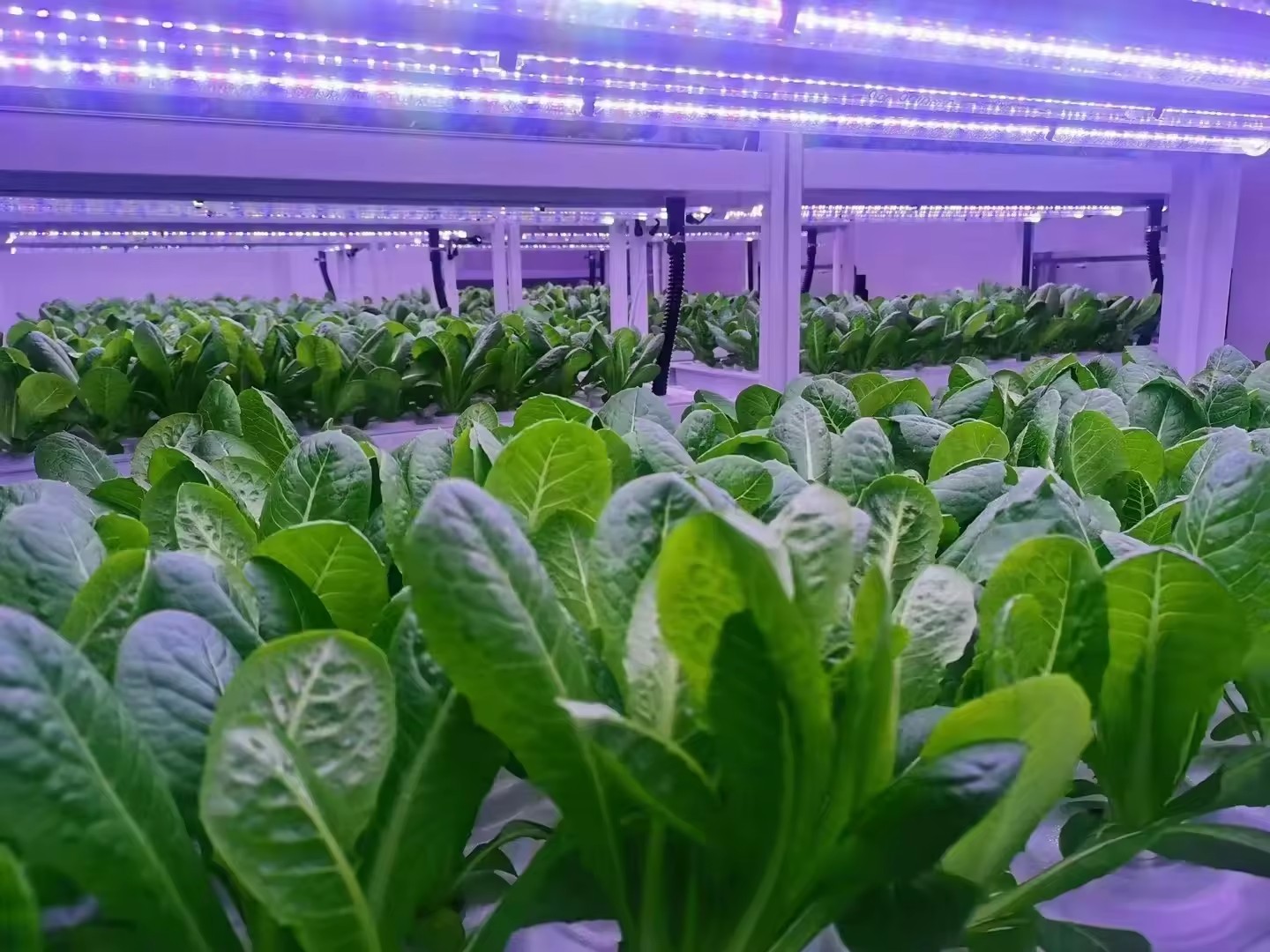 温室農業機器、きのこ、野菜、果物の栽培、垂直農場、水耕栽培タ - Agriculture Farming Systems のレビューと価格