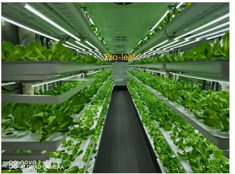 温室農業機器、きのこ、野菜、果物の栽培、垂直農場、水耕栽培タ - Agriculture Farming Systems のレビューと価格