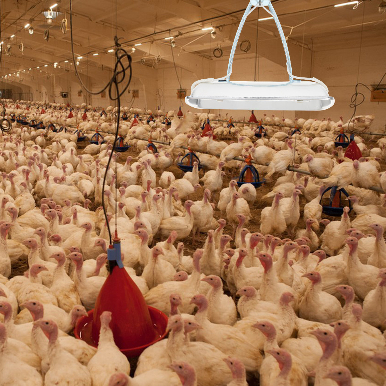 養豚場用ヒートランプ電球 E27 250W 鶏舎育雛器 爬虫 - Farming & Agriculture Word Stacks のレビューと価格